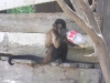 monkey-in-action