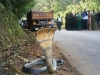 three-head-cobra