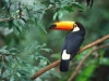 toucan